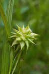 Gray's sedge